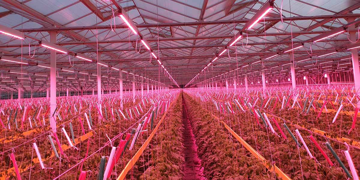 Fuori suolo in Puglia: lo stato dell'arte tra innovazione, efficienza e redditività